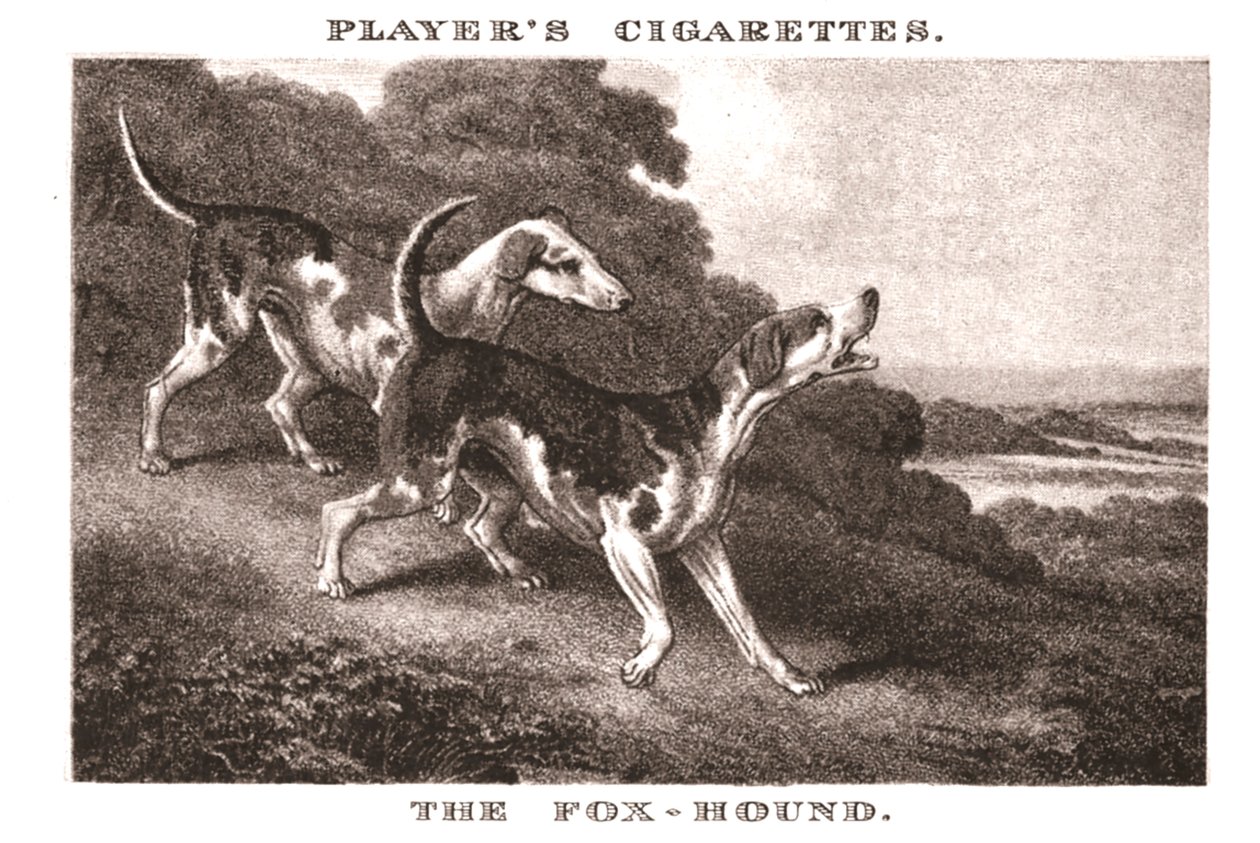 Foxhound, 1924. od Unbekannt