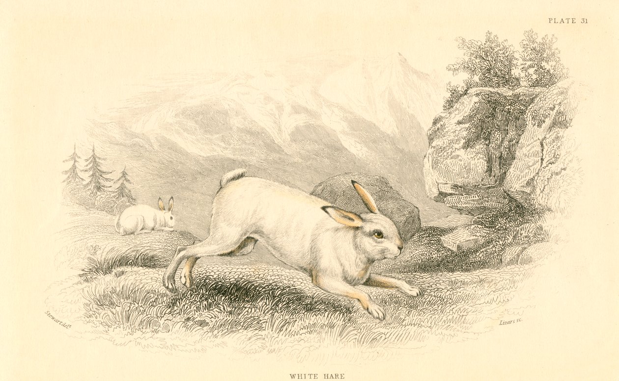 Zajíc Lepus europaeus, 1828 od Unbekannt