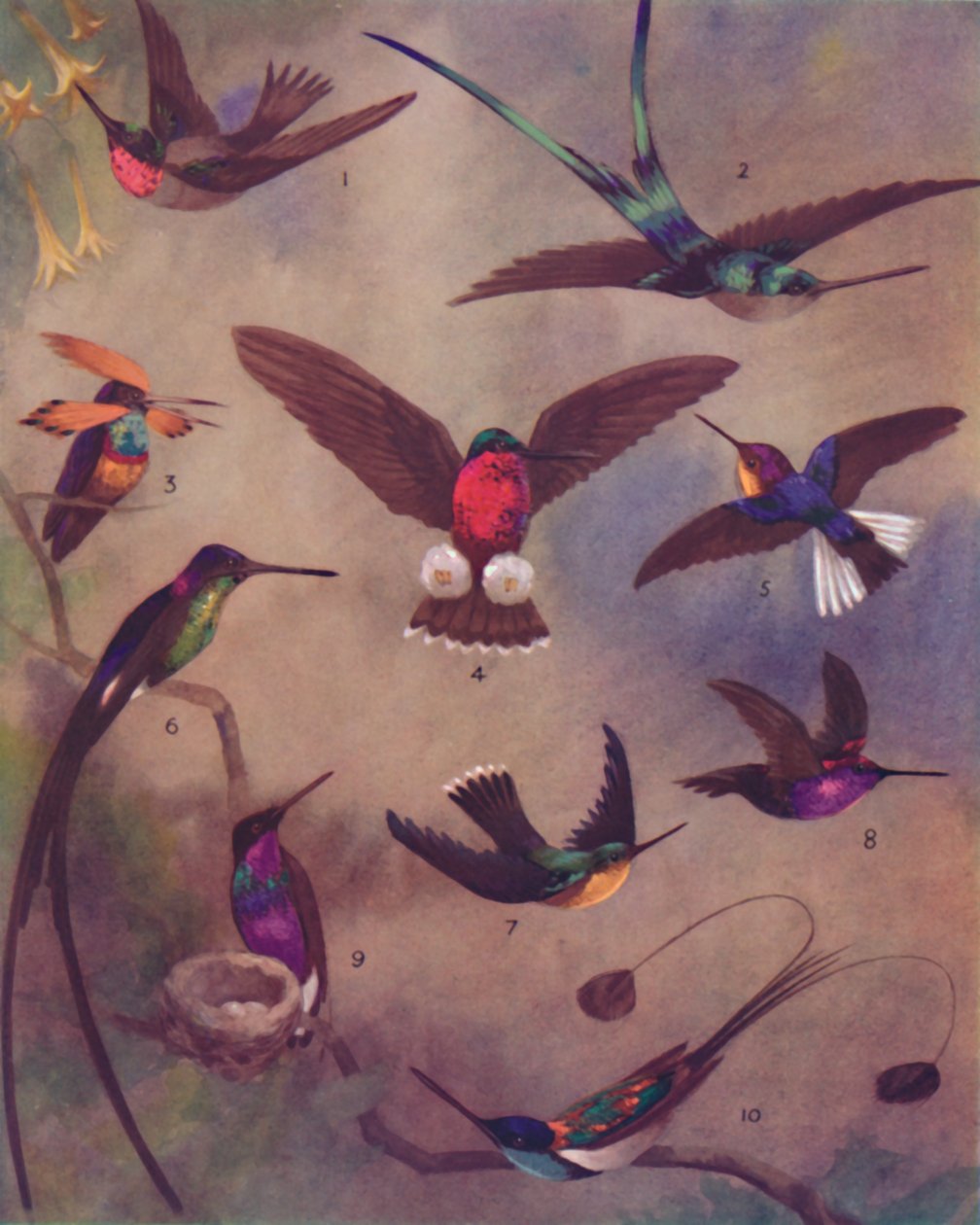 The Marvelous Color of Humming-Birds, 1935 od Unbekannt