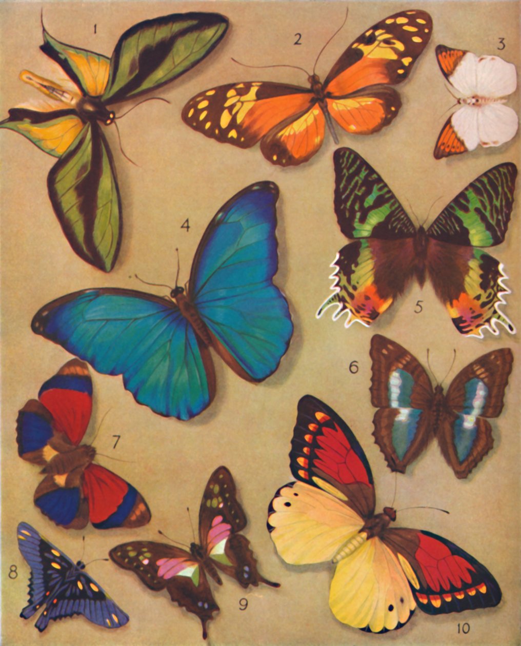 The Marvelous Color of the Butterflies, 1935 od Unbekannt