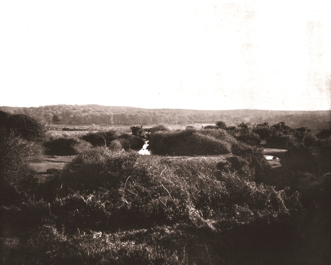 The New Forest, Hampshire, 1894. od Unbekannt