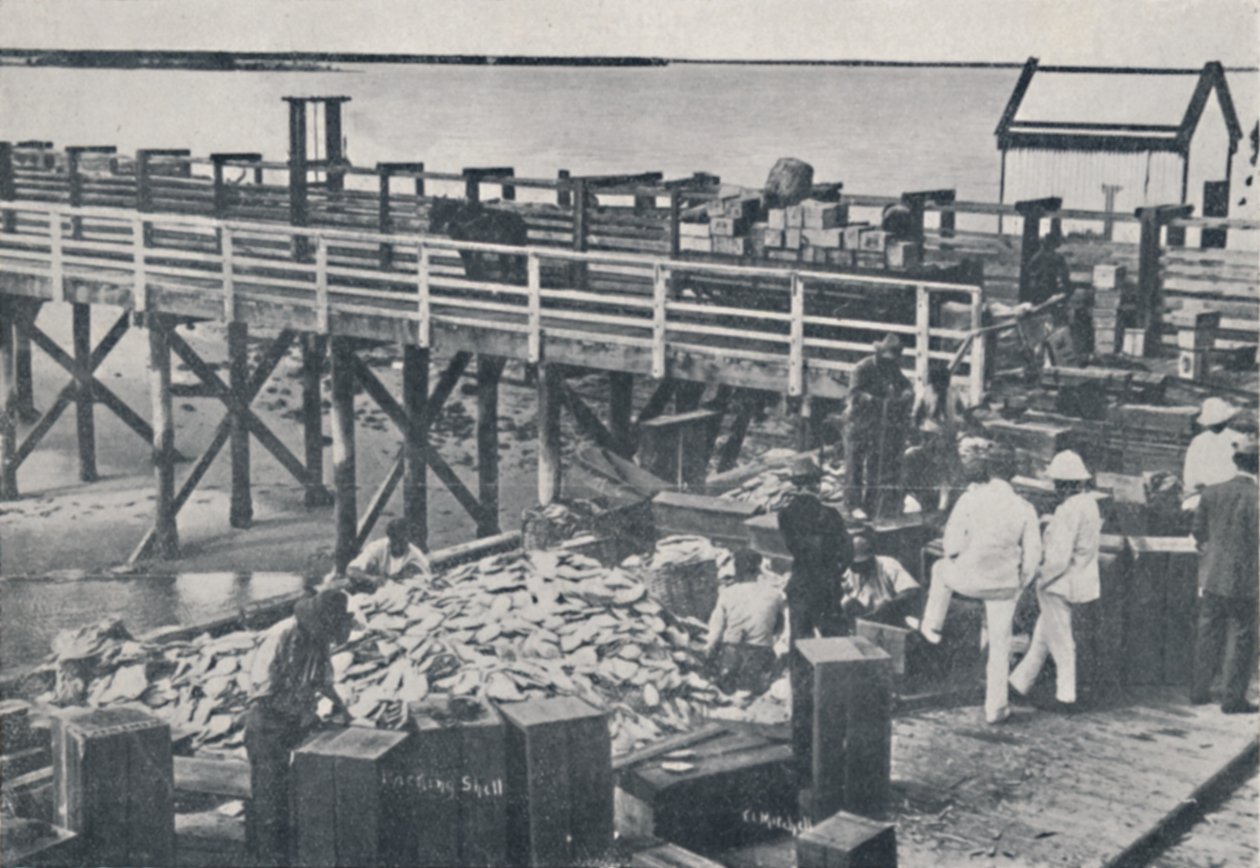 Pearl Fishing Industry - Packing Shell, 1923. od Unbekannt