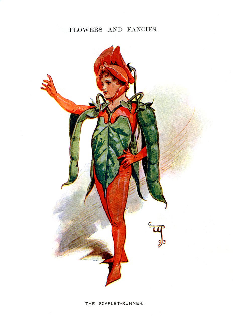 The Scarlet Runner, 1899 od Unbekannt