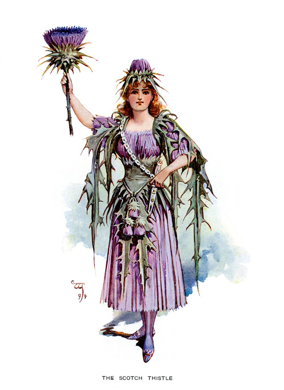 The Scotch Thistle, 1899 od Unbekannt