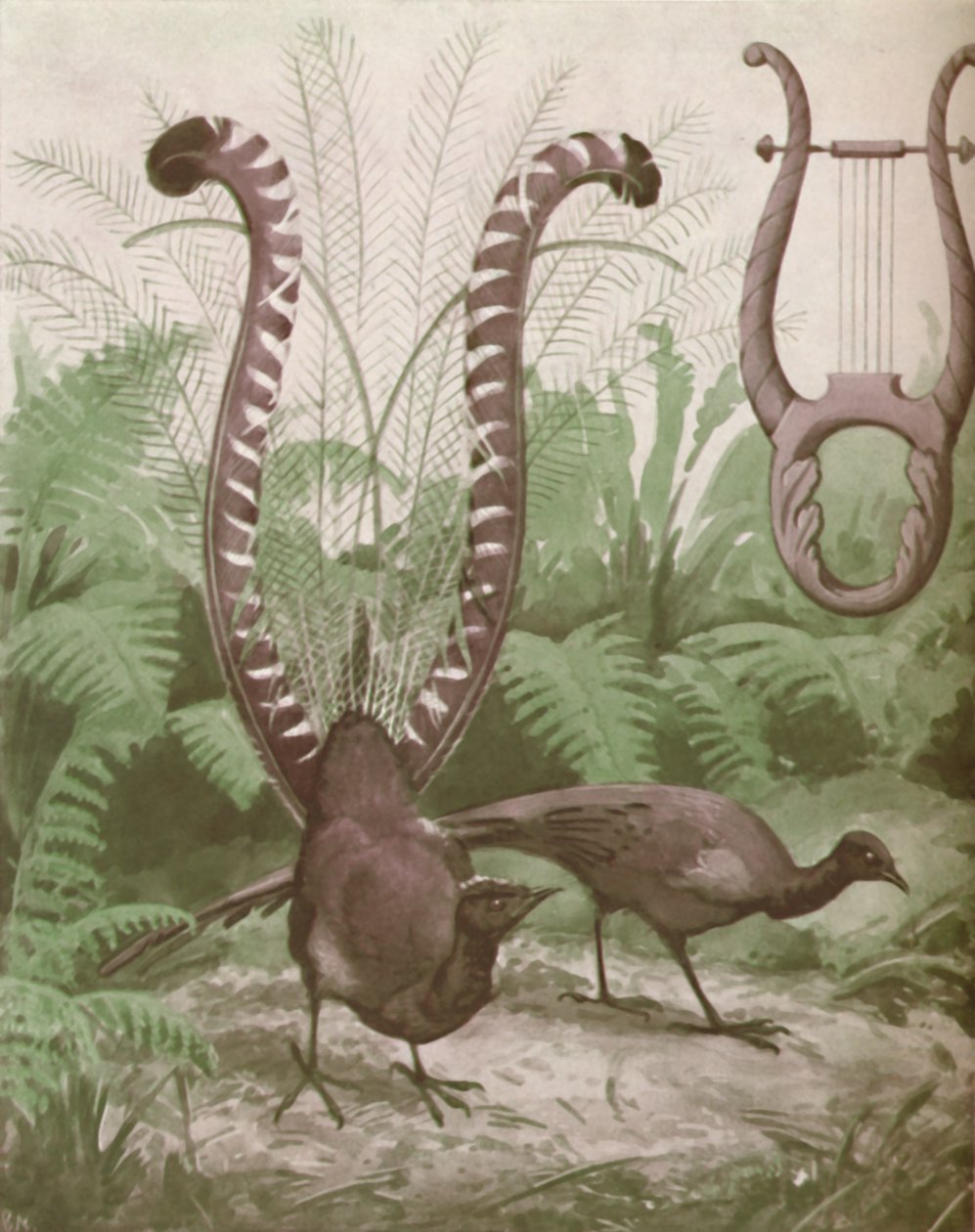 The Wonderful Tail of the Lyre Bird, 1935 od Unbekannt
