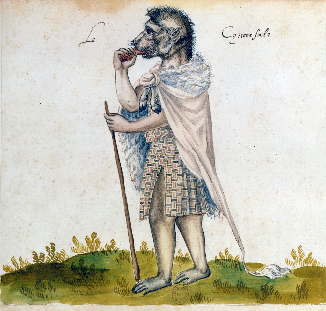 Cynocephalus, 15. století od Unbekannt