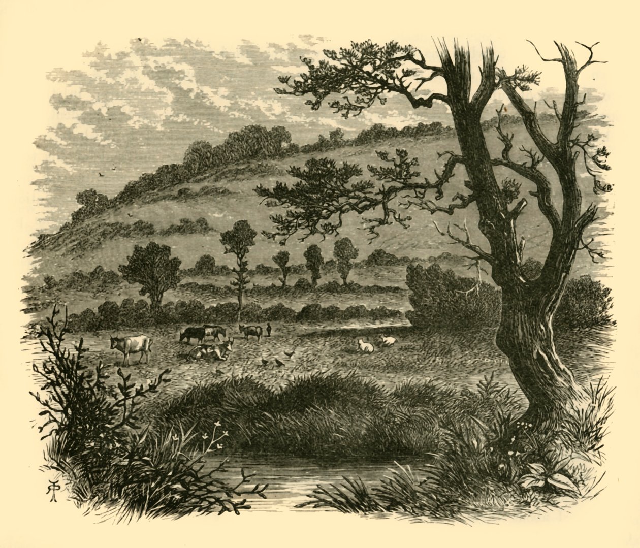 Thistledon, 1898. od Unbekannt