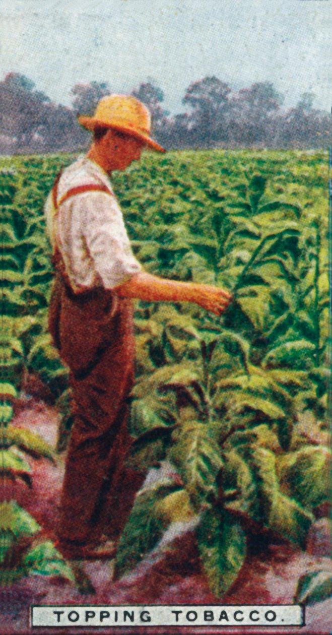 Topping Tobacco, 1926 od Unbekannt