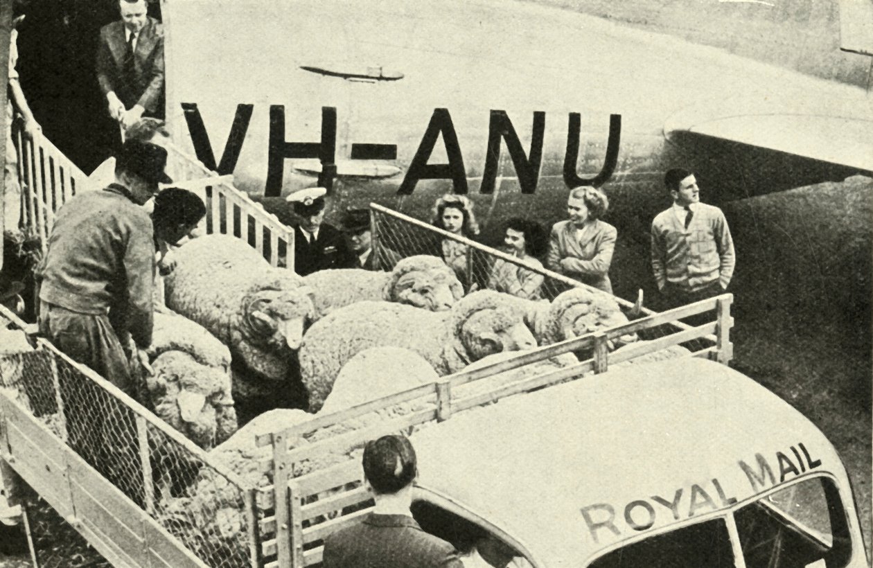 Transporting Prize Rams By Air, c1948. od Unbekannt