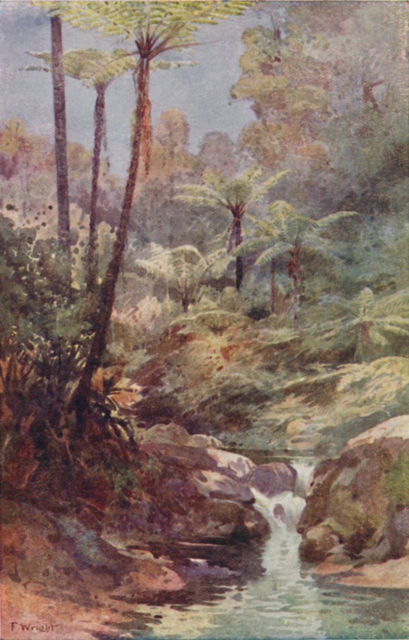 Stromové kapradiny, 1923. od Unbekannt