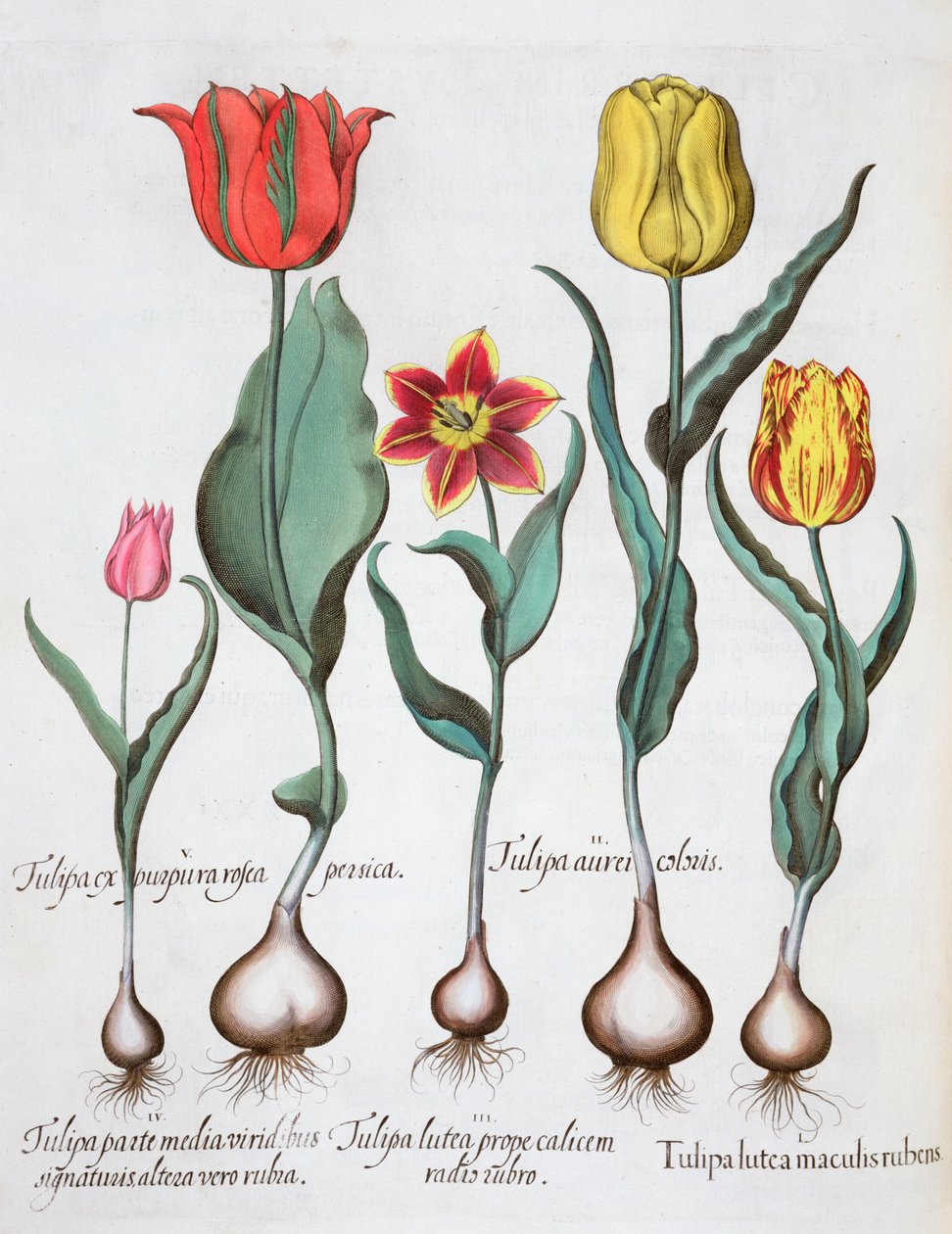 Tulipány, 1613 od Unbekannt
