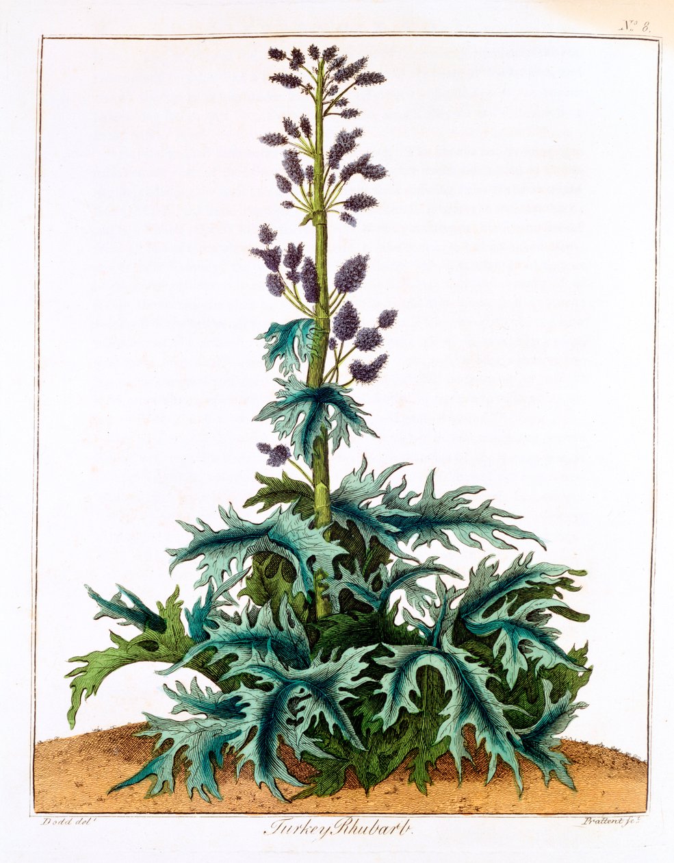 Krůtí rebarbora, 1798 od Unbekannt