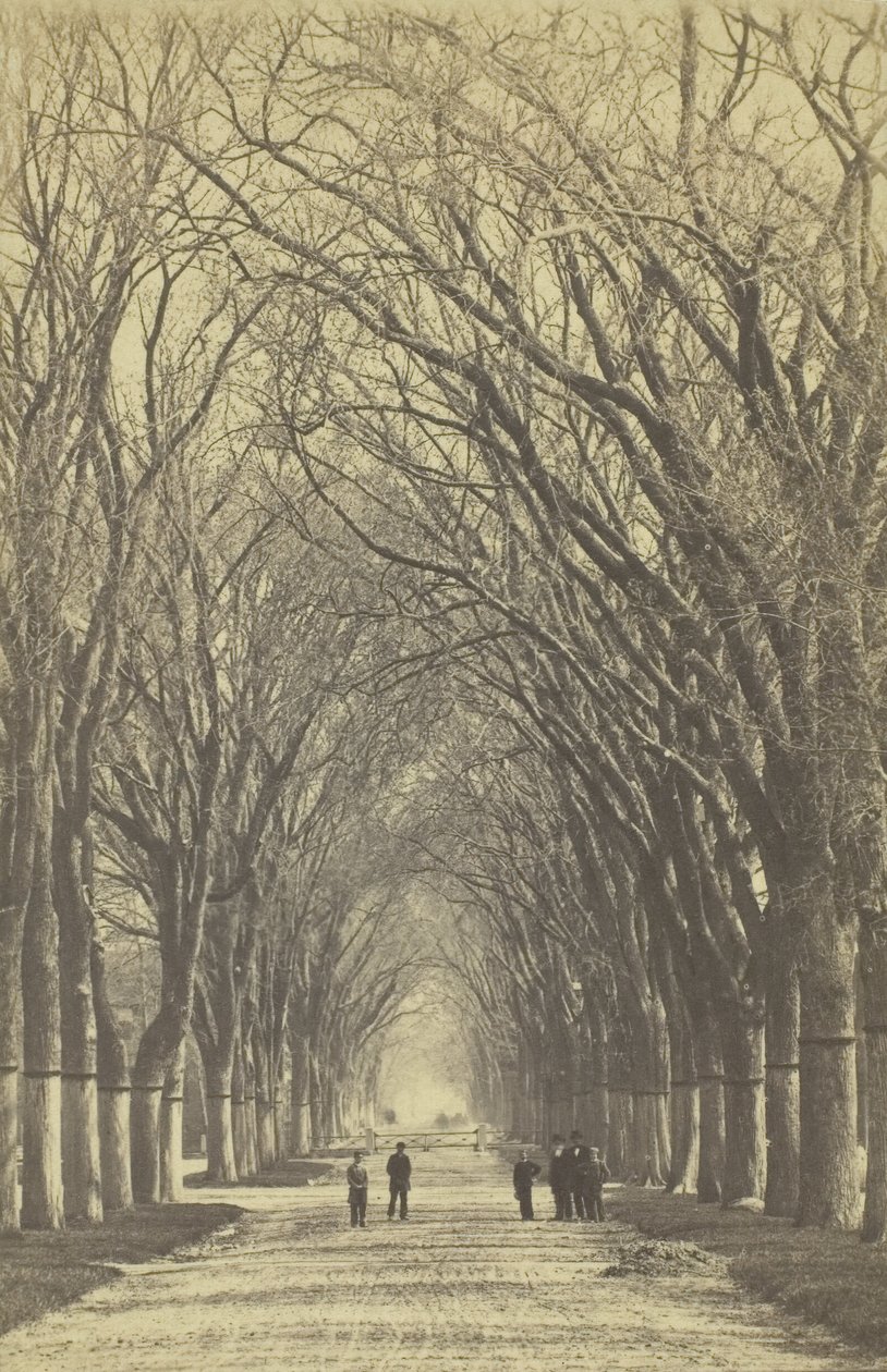 Bezejmenná alej stromů, 1840-1900. od Unbekannt