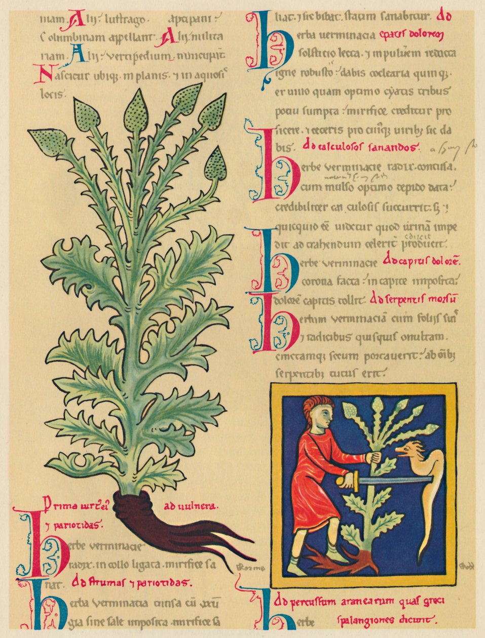 Verbena nebo Vervain, 1947 od Unbekannt