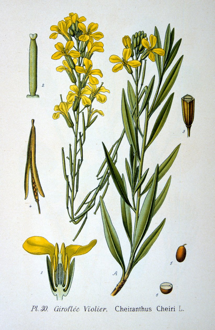 Wallflower, 1893 od Unbekannt