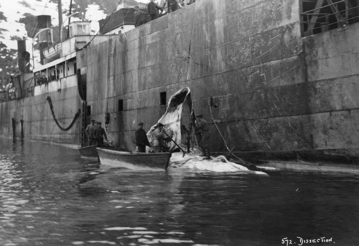 Lov velryb, Magdalene Bay, Spitzbergen, Norsko, 1929 od Unbekannt
