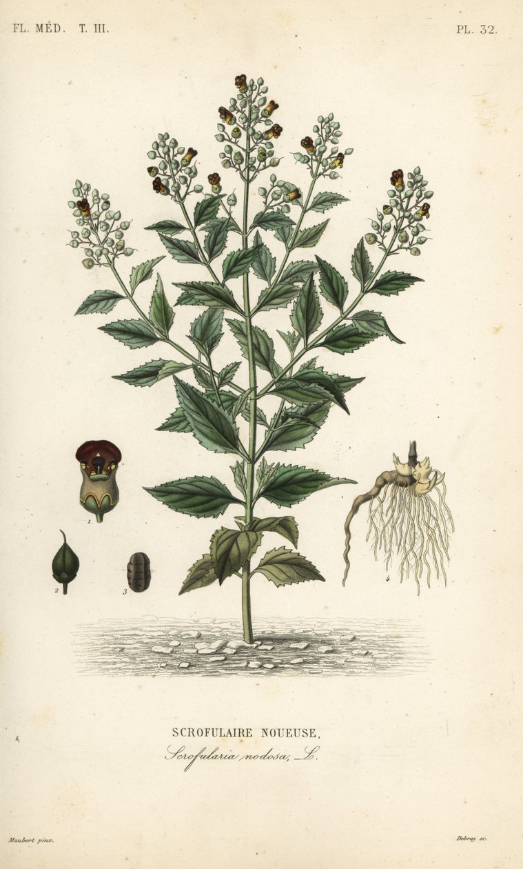 Woodland Feijivert, Scrofulariae Nosa, Scrofulaire od Unbekannt