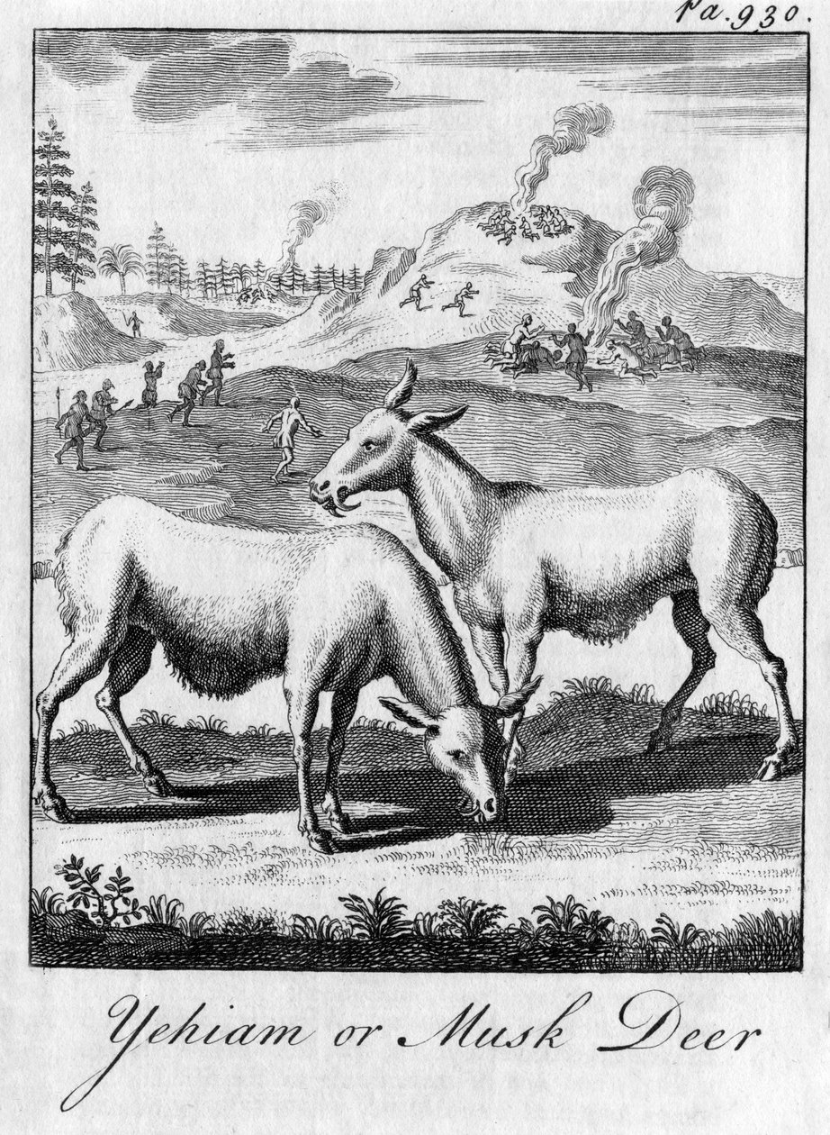 Yehiam nebo jelen pižmový, c18. století od Unbekannt