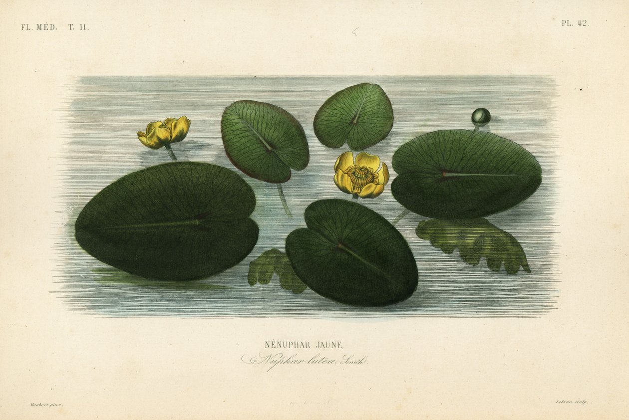 Leknín žlutý, Nuphar lutea, Nenuphar lutea, Nenuphar jaune od Unbekannt