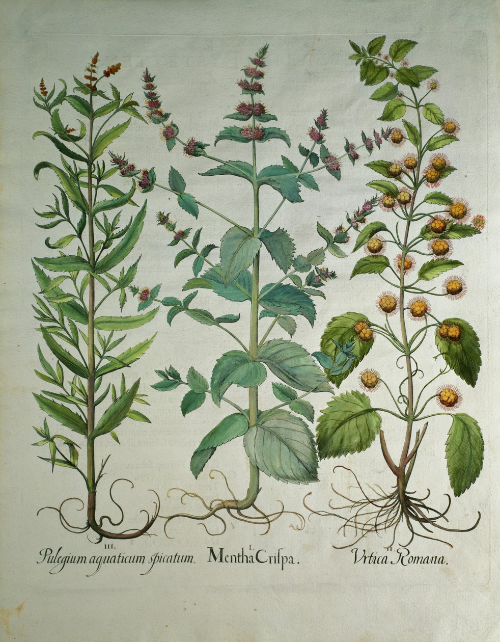 Máta: Mentha crispa od Unbekannt Unbekannt