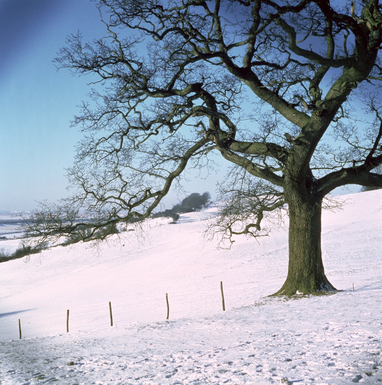 Zimní krajina, Hockley Downs, Essex od Unbekannt Unbekannt