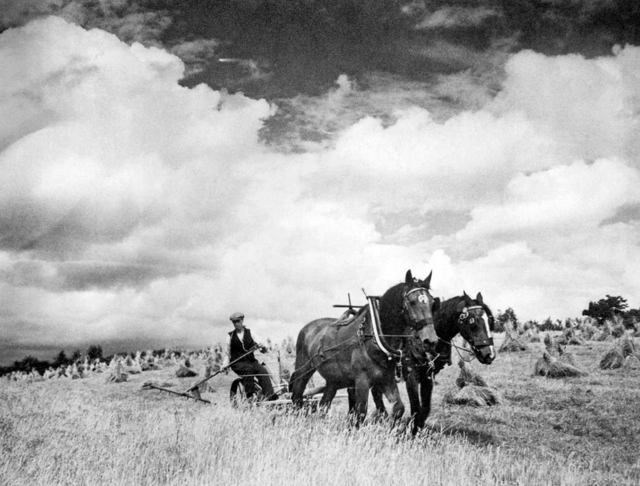 Sklizeň irské žitné trávy, 1940 od Unbekannt Unbekannt