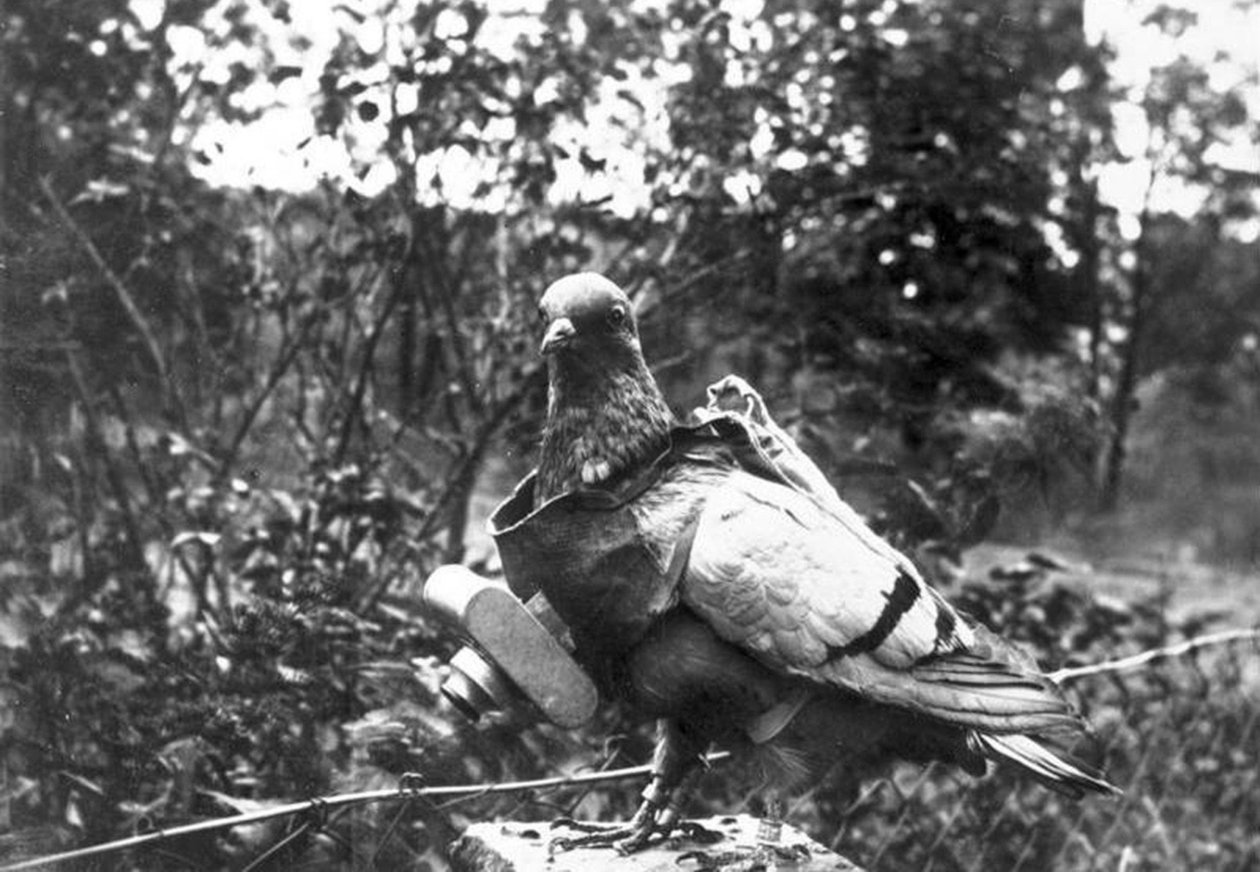 Fotograf holubů od Unbekannt Unbekannt