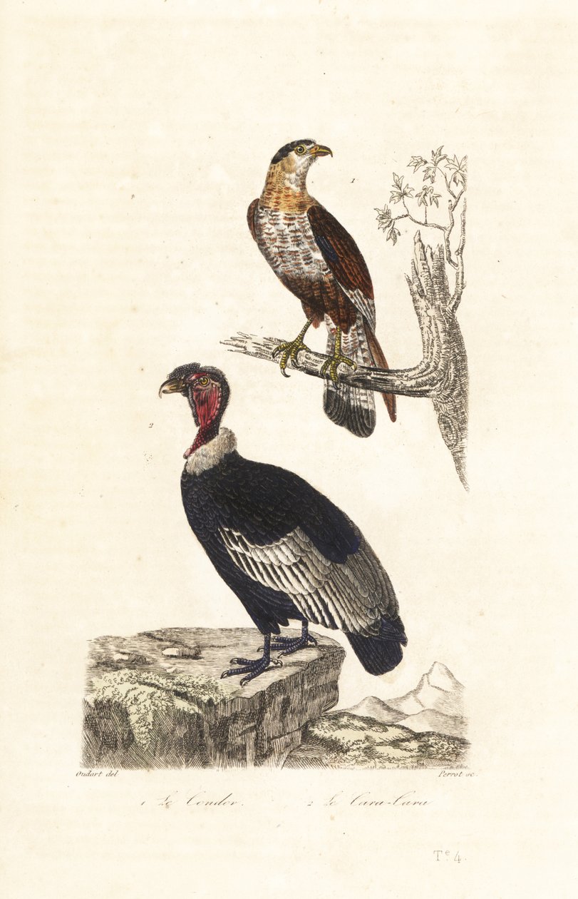 kondor andský a caracara jižní. od Unbekannter Künstler