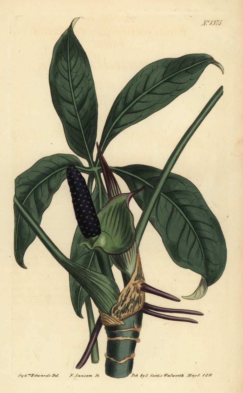 Anthurium palmatum (pothos pětilistý, Pothos pentaphylla) od Unbekannt