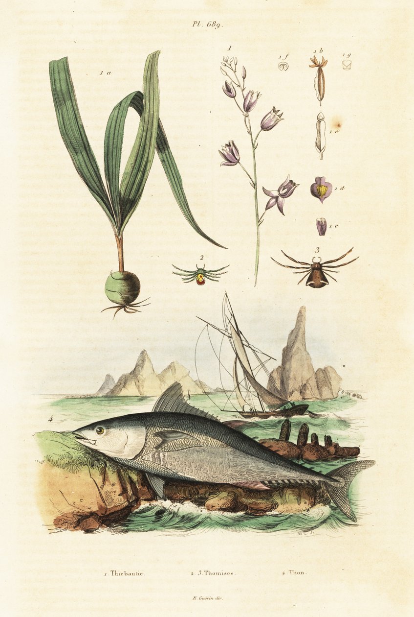 Atlantický tuňák obecný a orchidej belitia. od Unbekannter Künstler