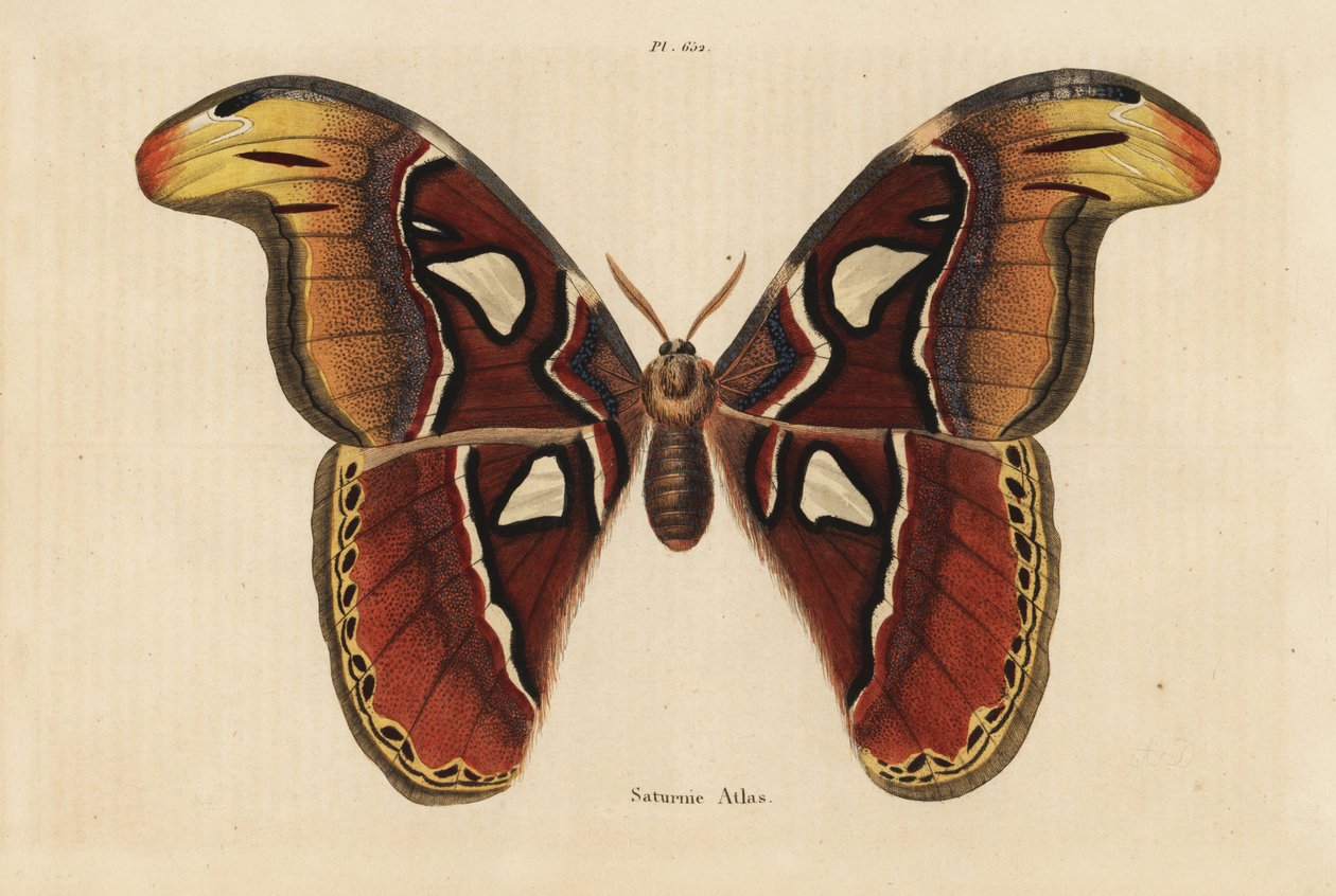 Atlas můra, Attacus atlas od Unbekannt