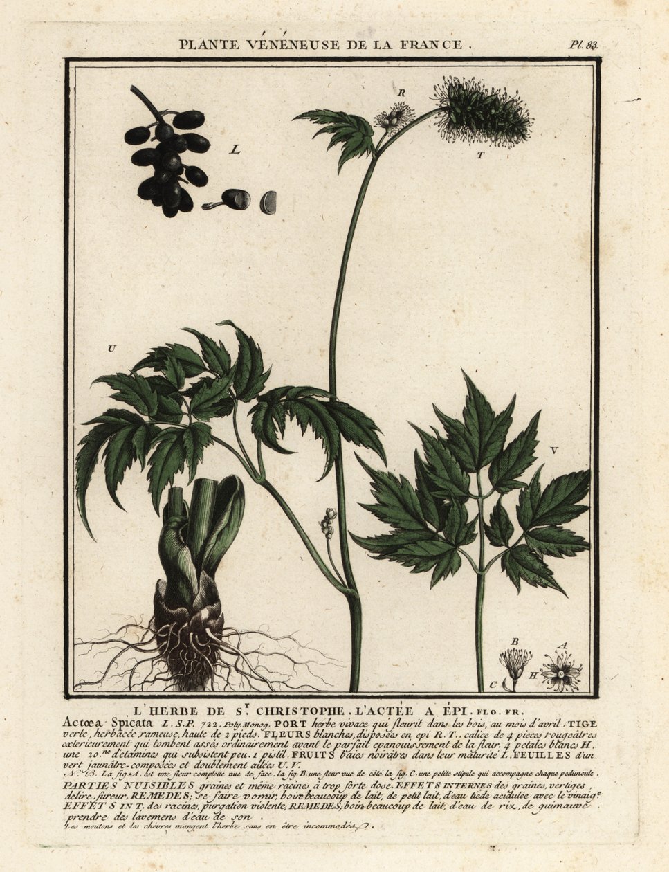 Baneberry, Actaea spicata. od Unbekannter Künstler