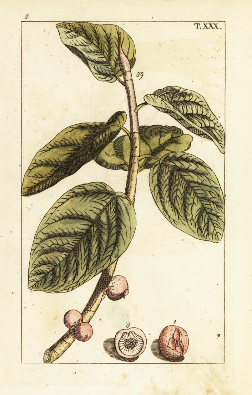 Banyan fíková větev s ovocem, Ficus benghalensis. od Unbekannter Künstler