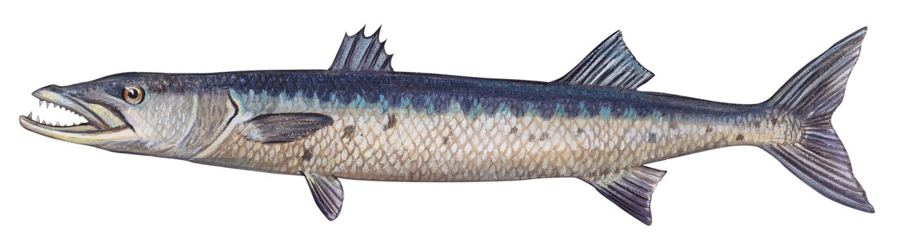 Barracuda - Barakuda velká (Sphyraena barracuda) od Unbekannter Künstler