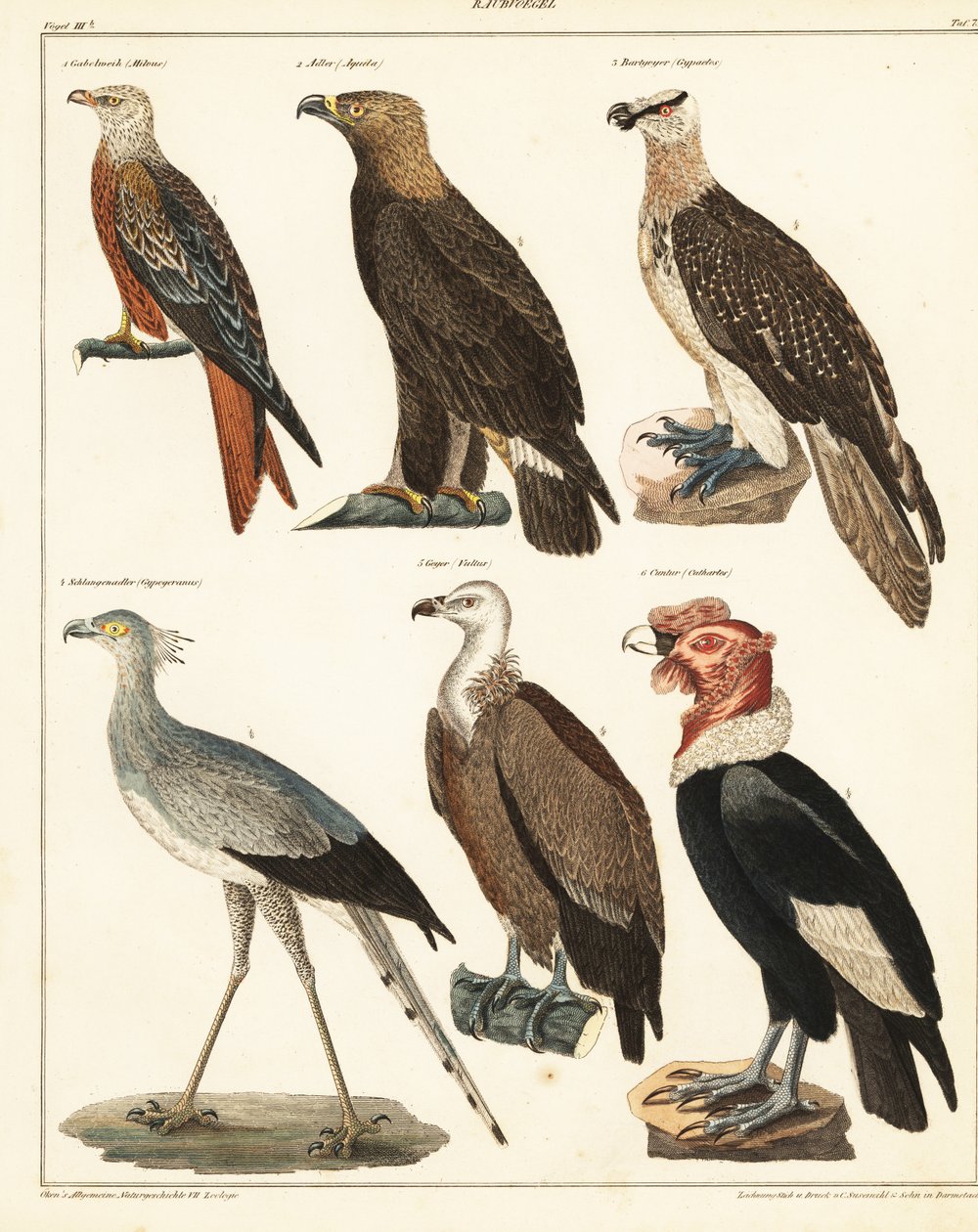 Dravci., 1841 (litografie) od Unbekannter Künstler