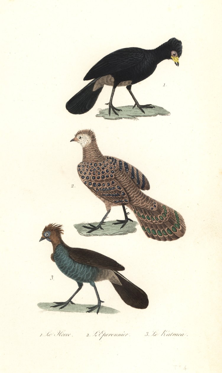 Černý curassow, šedý páv-bažant a chachalaca. od Unbekannter Künstler