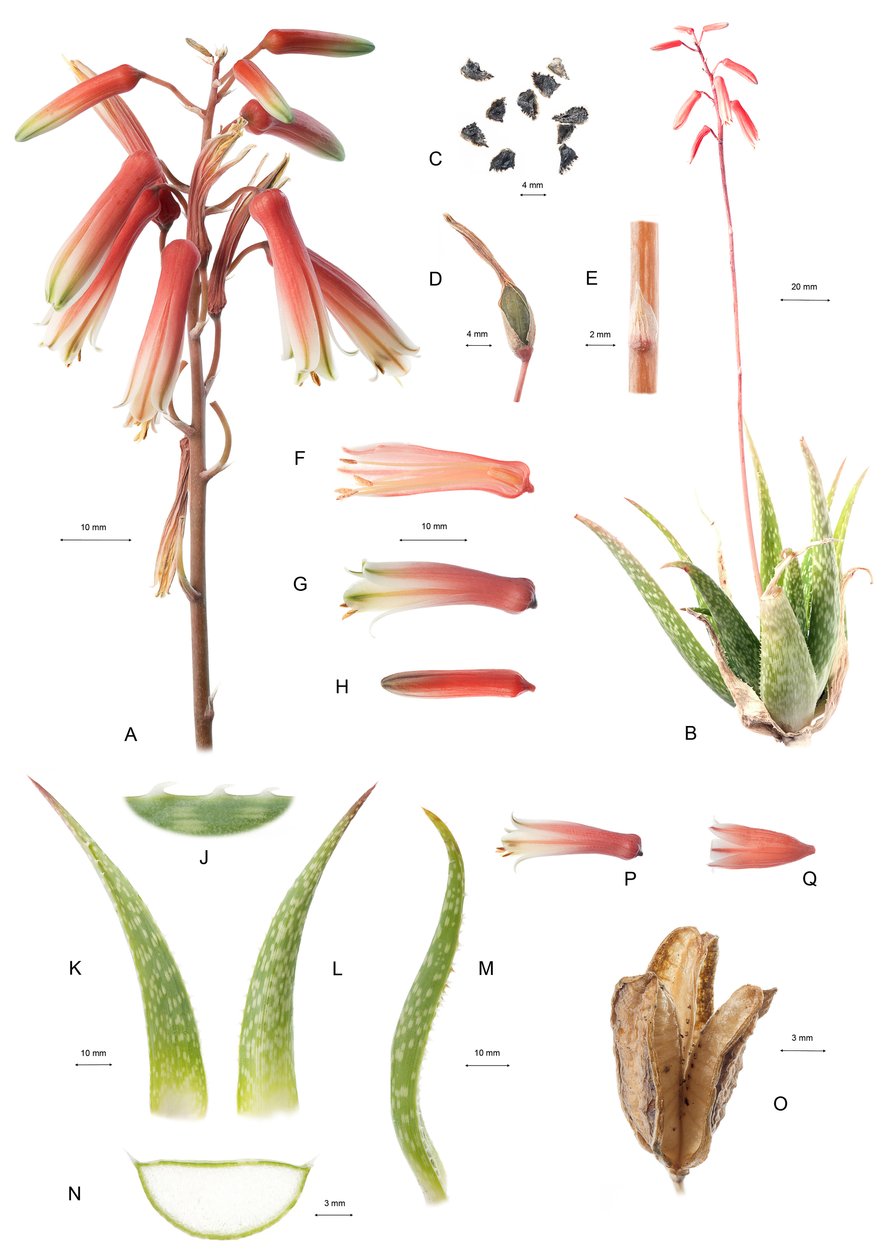 Botanická rada/Aloe/Aloe od Unbekannt