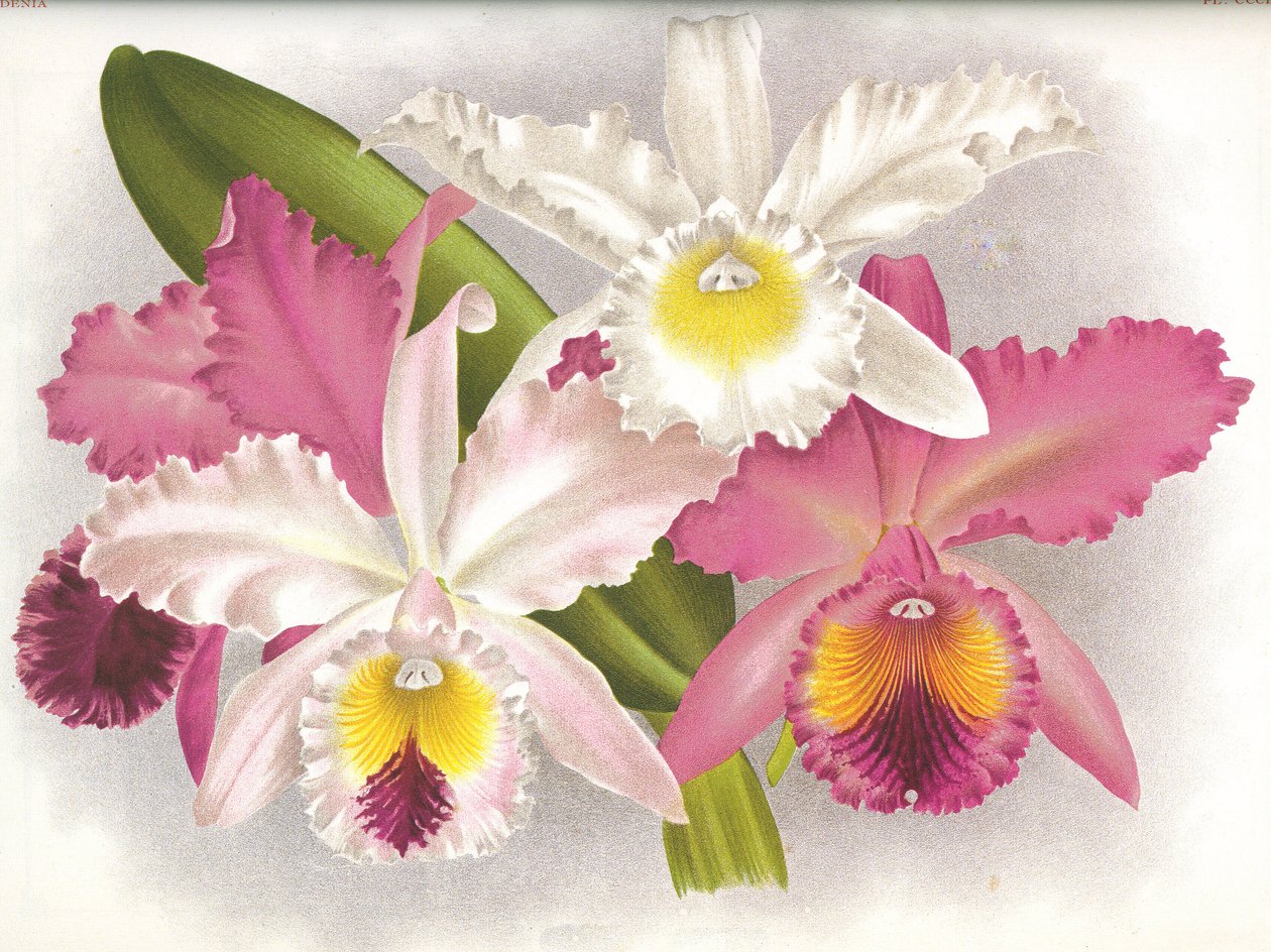Botanická deska/Cattleya labiata/Lindenia od Unbekannt