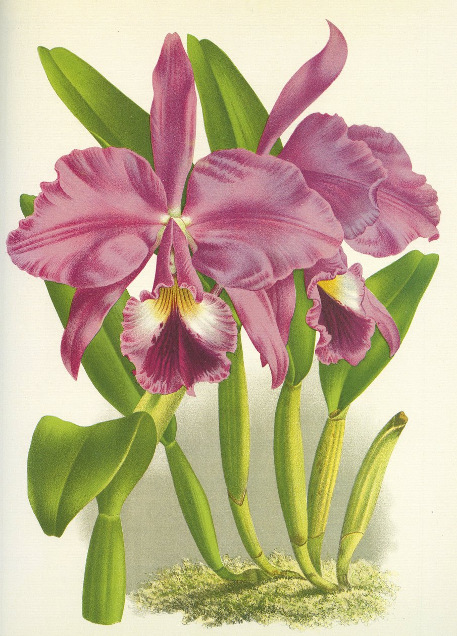 Botanická deska/Cattleya labiata var. Autumnalis/Lindenia od Unbekannt