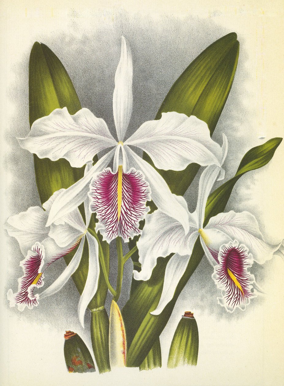 Botanická deska/Cattleya maxima var. Virginis/Lindenia od Unbekannt