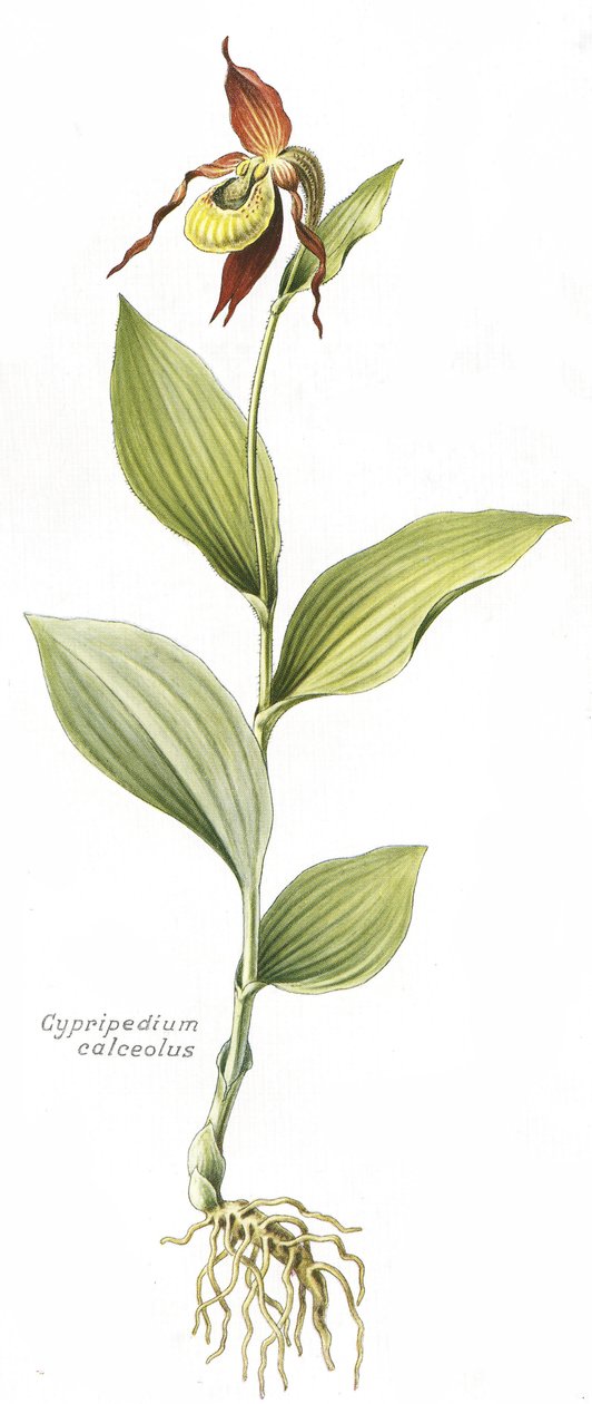 Botanická deska/Cypripedium calceolus/Venušino kopyto od Unbekannt