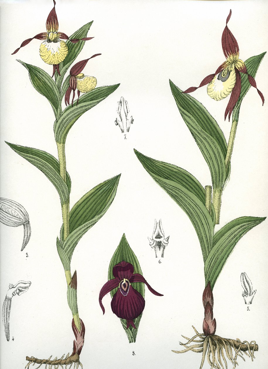 Botanická deska/Cypripedium calceolus/Venušino kopyto od Unbekannt