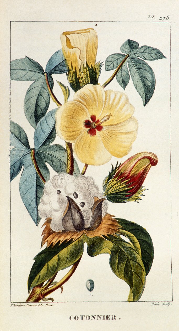 Botanická deska/Gossypium sp/Bavlna od Unbekannt