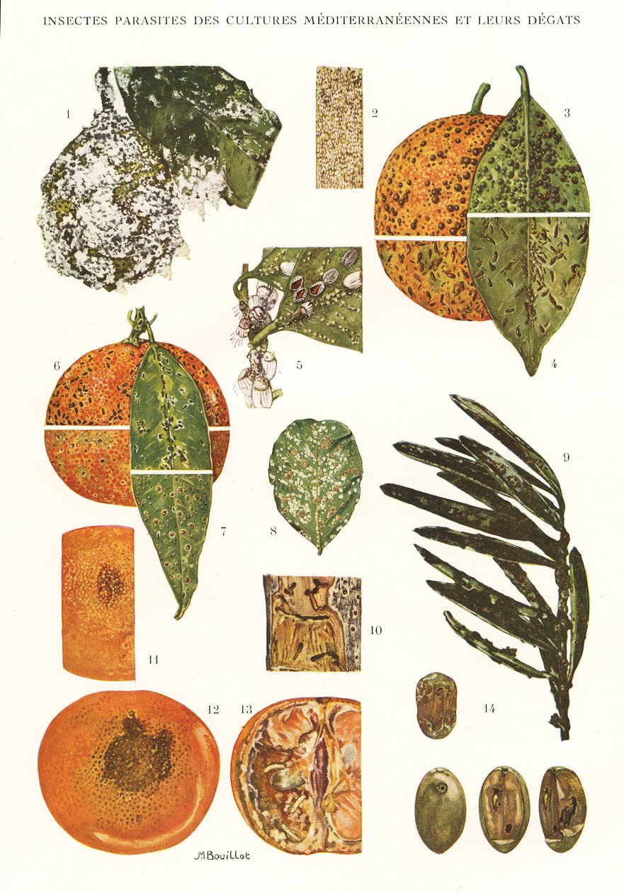 Botanická deska/Hmyzí škůdci středomořských plodin od Unbekannt
