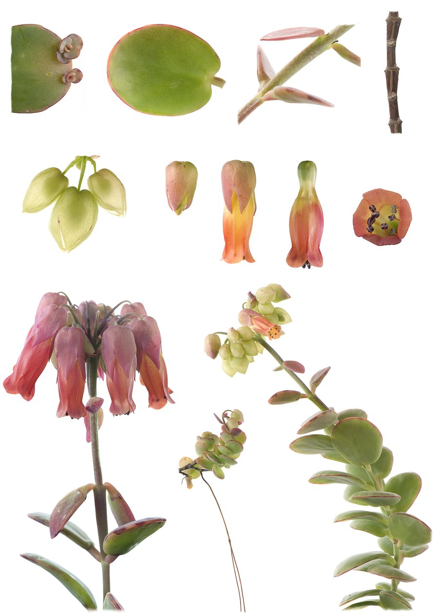 Botanická deska/Kalanchoe marnieriana od Unbekannt
