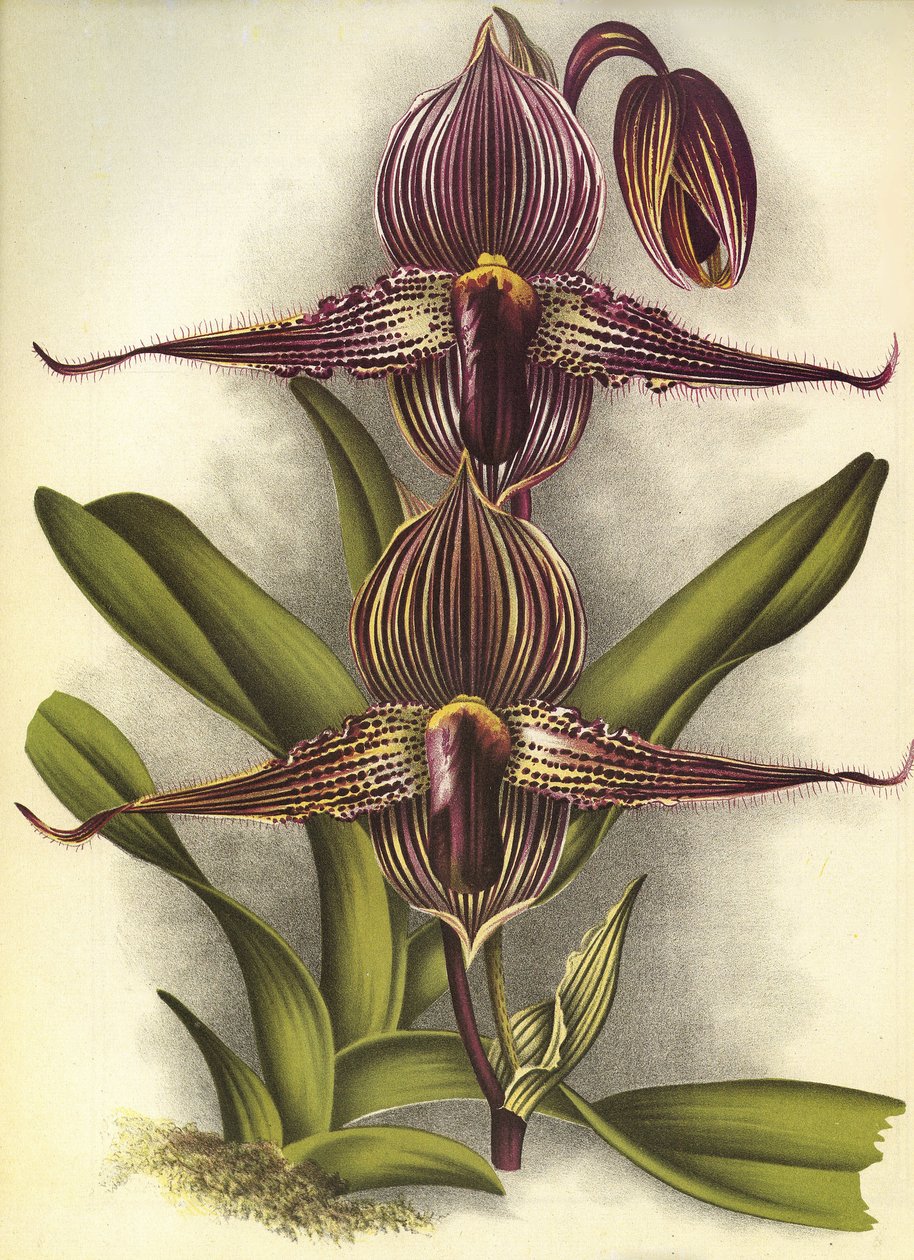 Botanická tabule/Paphiopedilum rothschildianum/Lindenia od Unbekannt