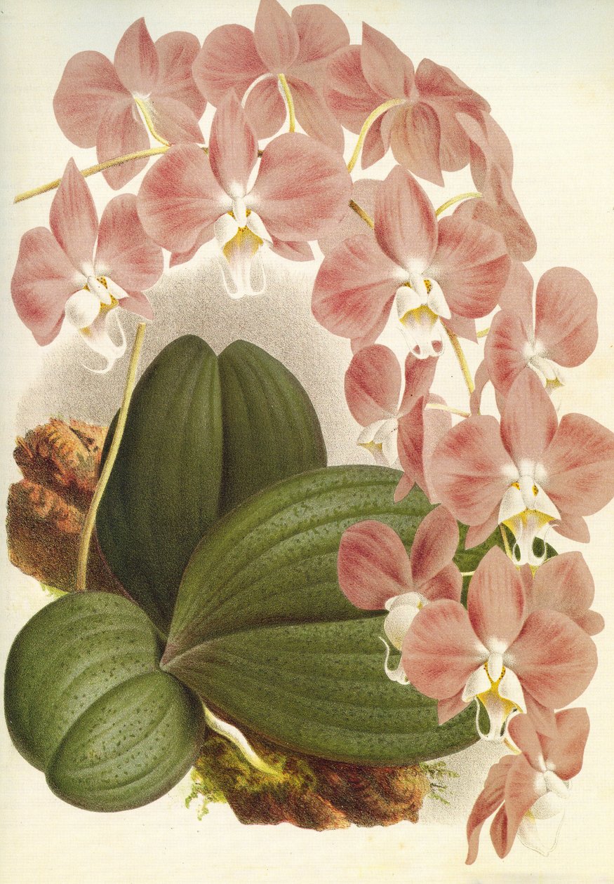 Botanická deska/Phalaenopsis sanderiana/Lindenia od Unbekannt