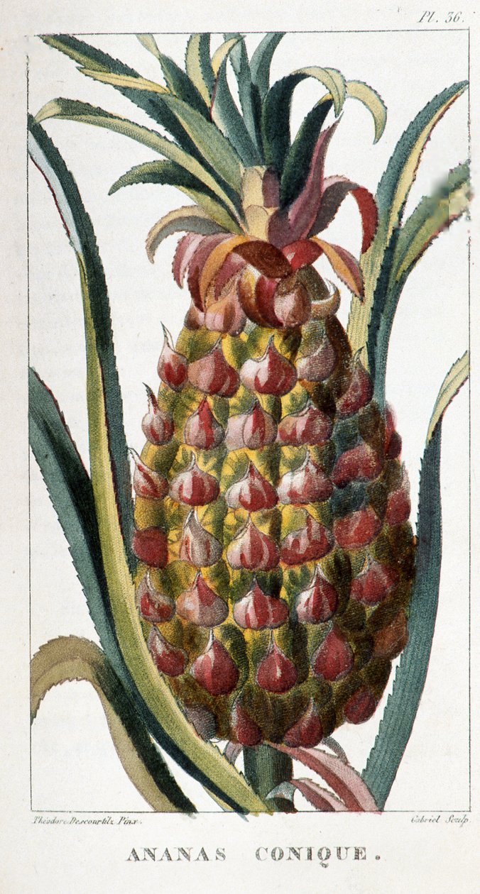 Botanická deska/ananas od Unbekannt
