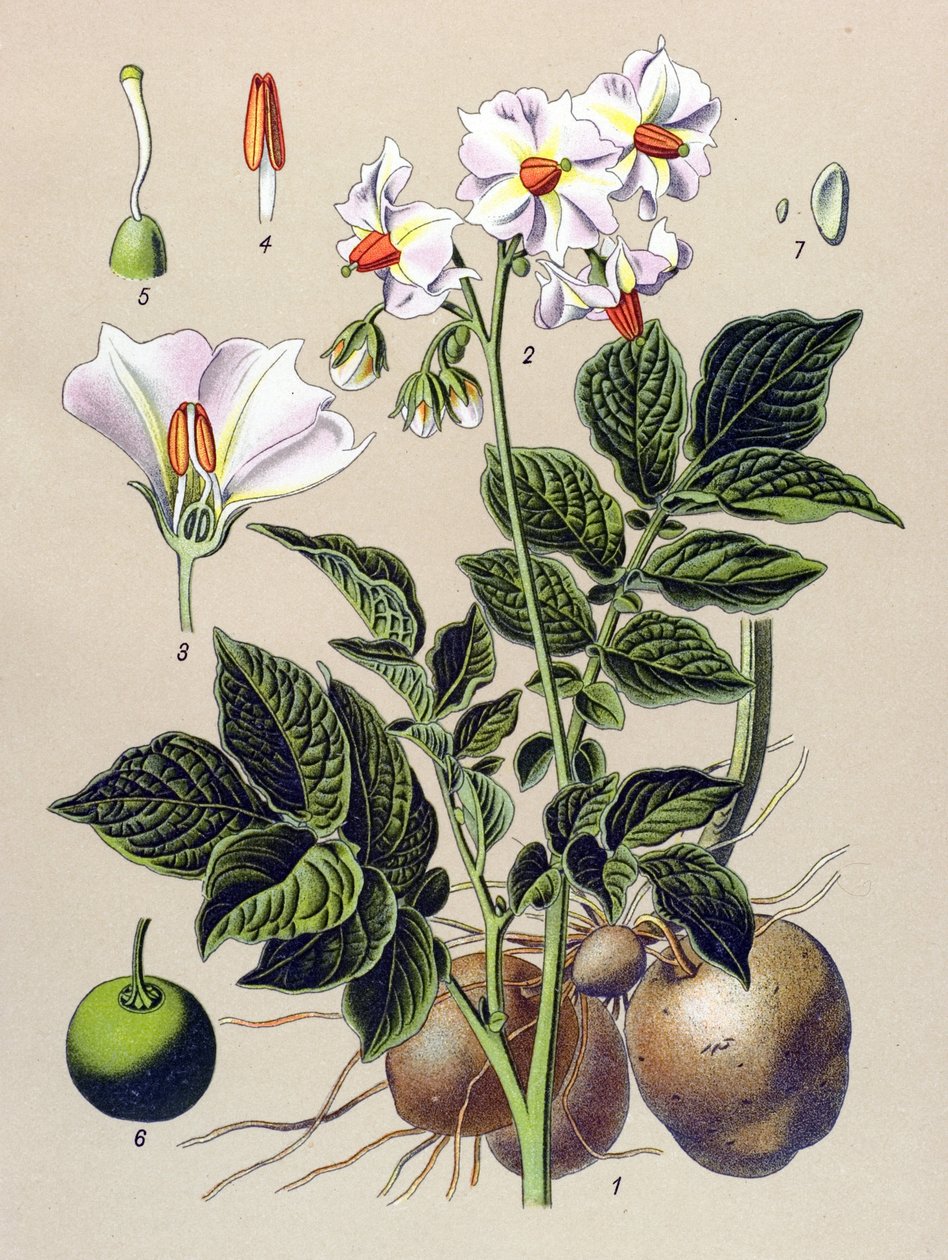 Botanická deska, Bramborová rostlina, brambor (Solanum tuberosum) od Unbekannter Künstler