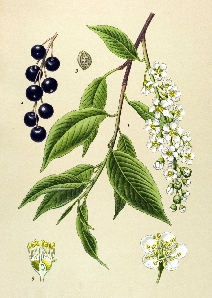 Botanická deska, rostlina: Třešeň (Prunus padus) od Unbekannter Künstler
